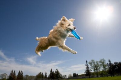 Dog jumps with a toy