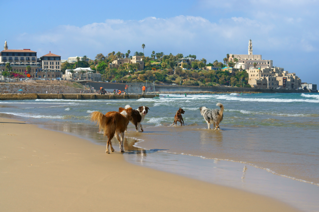 חופי רחצה ידידותיים לכלבים בתל אביב