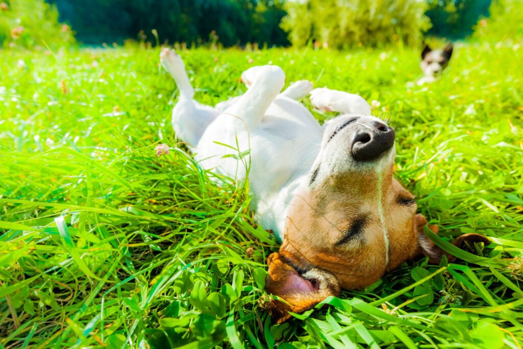 אביב הגיע: אלרגיות נפוצות באביב אצל כלבים
