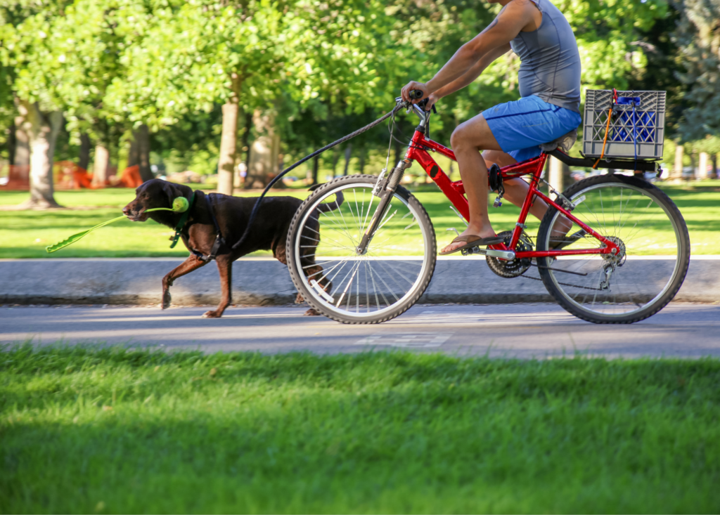 רכיבה על אופניים עם הכלב &#8211; בעד ונגד