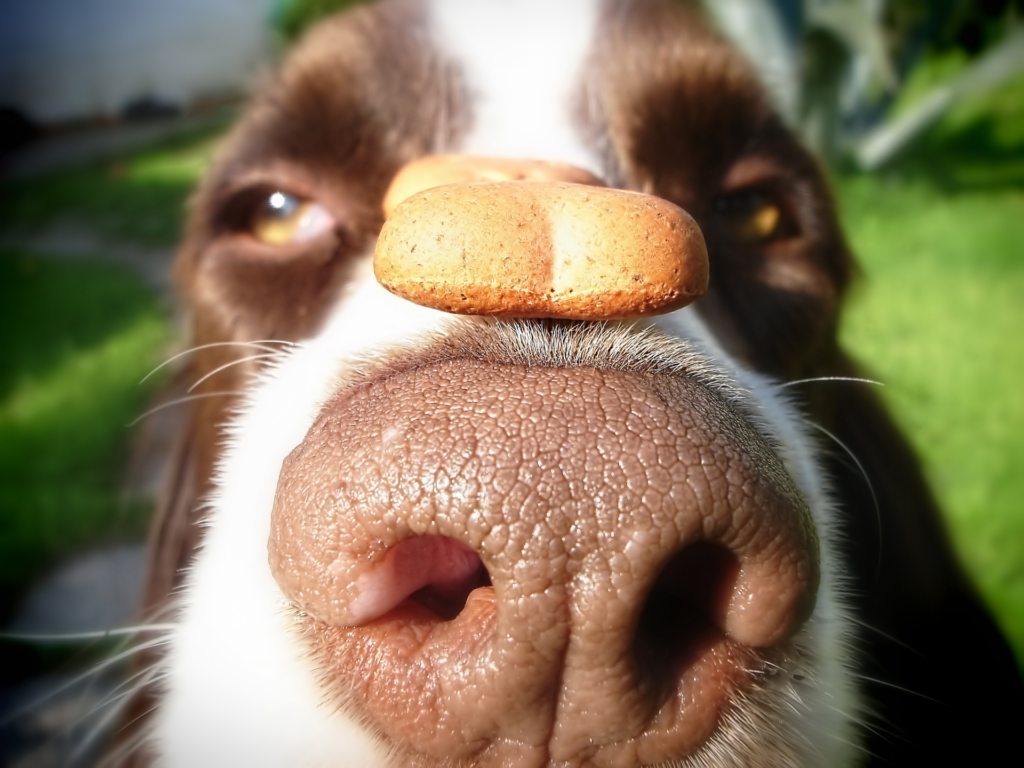 תזונה טבעונית לכלב – למי מתאים ולמי זה כדאי?