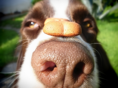 A snack on a dog's nose