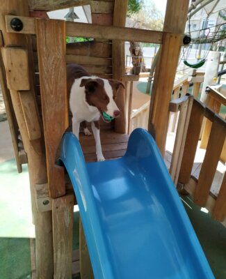 Dog on a blue slide with a ball in it's mouth