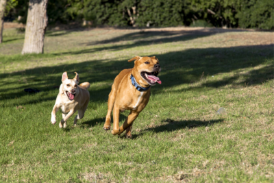 2 dogs running in a field
