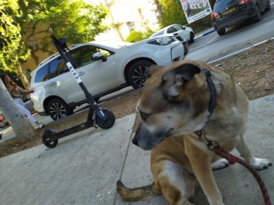 Dog in Tel Aviv