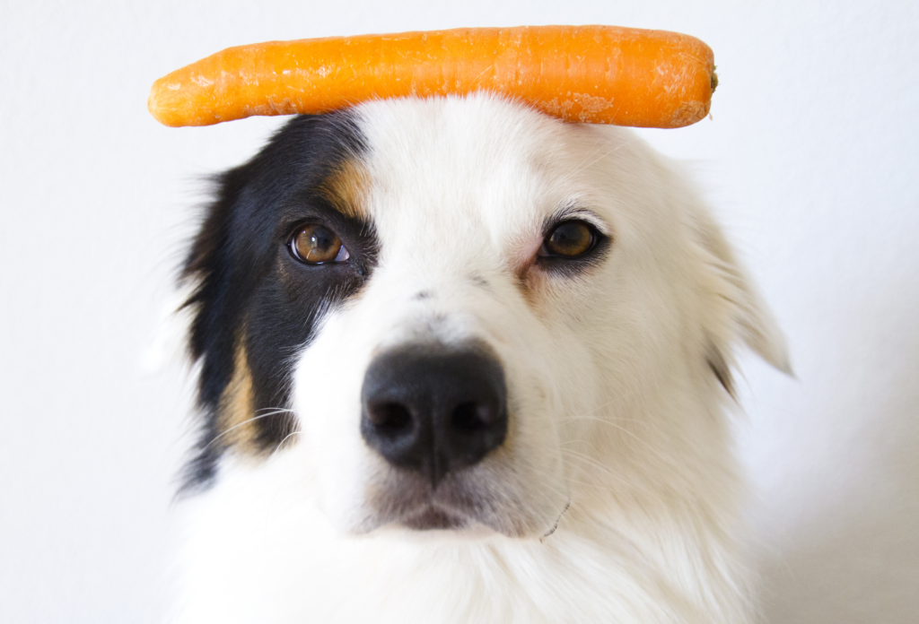 הקשר בין תזונת הכלב למחלת הסרטן: האם גזעי כלבים יכולים להאריך חיים?