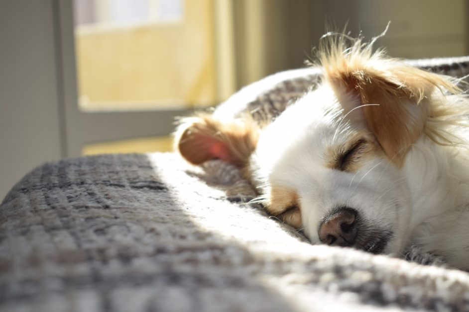 אחת ולתמיד: על מה הכלב שלך חולם?