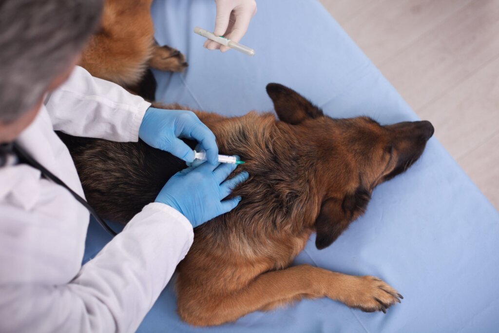 מדריך &#8211; כל מה שצריך לדעת על חיסונים לכלבים!