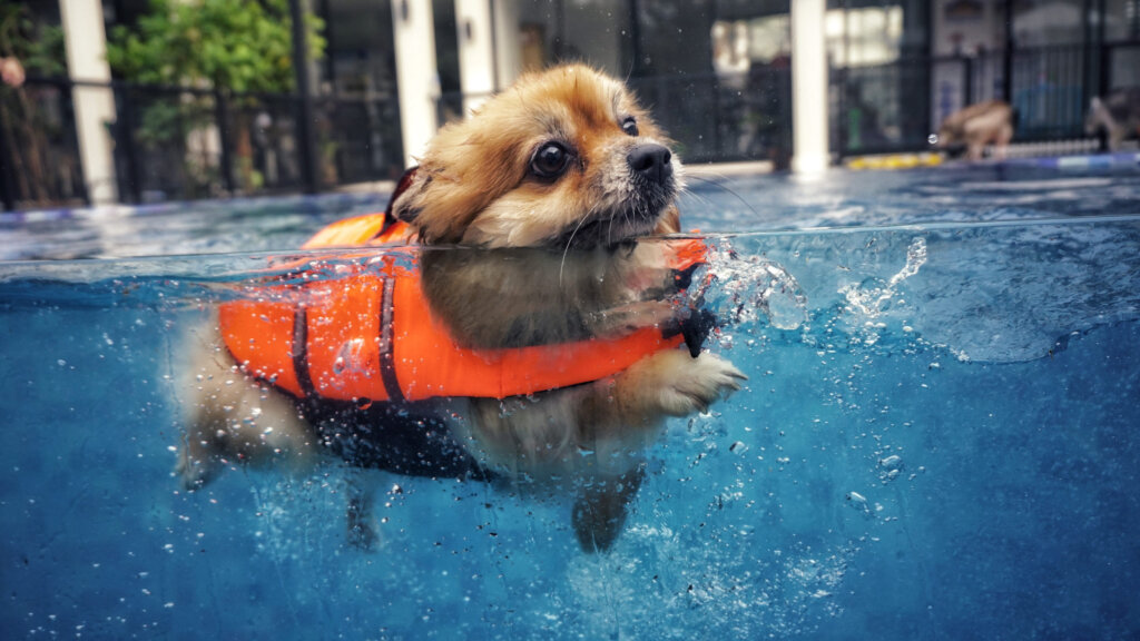 5 טיפים לשחייה בטוחה ומהנה עם הכלב