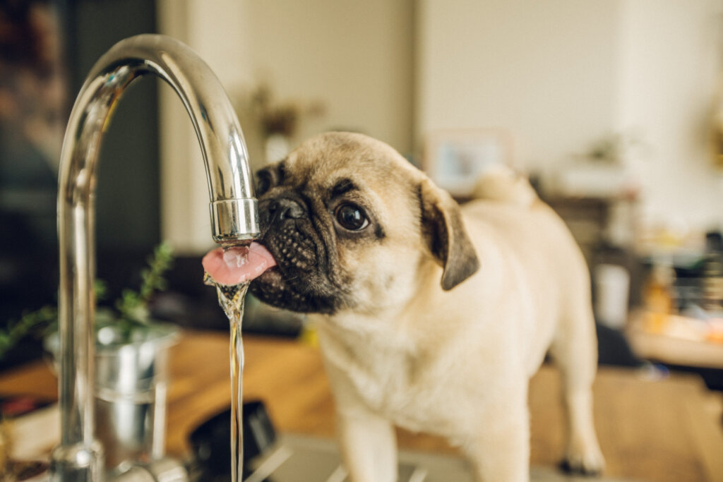 האם הכלב שלך שותה מספיק מים?