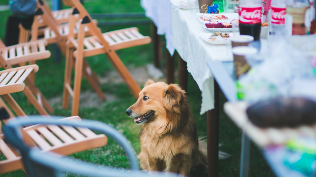 מה מותר ומה אסור לתת לכלב לאכול מארוחת החג?
