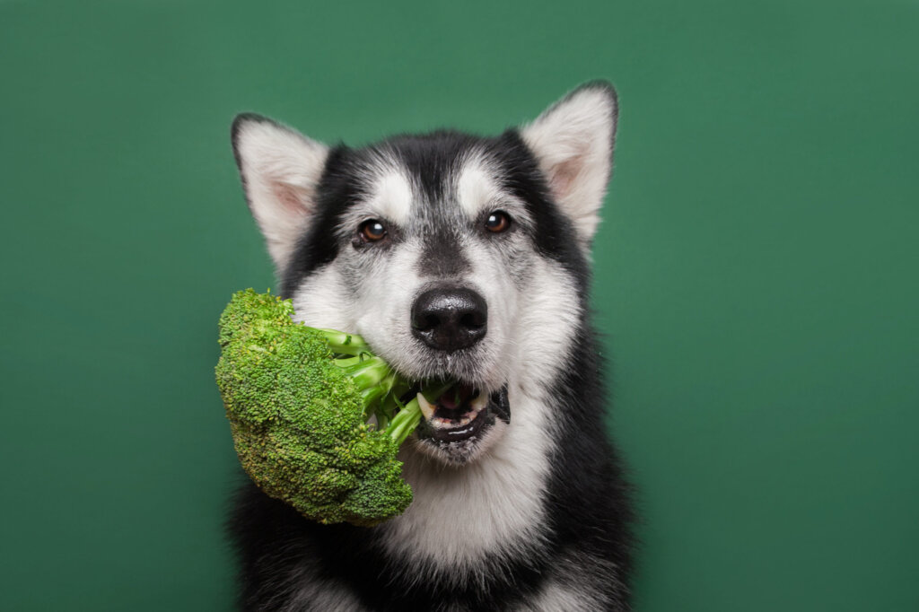 תזונה טבעית לכלבים  &#8211; גם אנחנו בדוגיז חוגגים את יום הטבעונות הבינלאומי