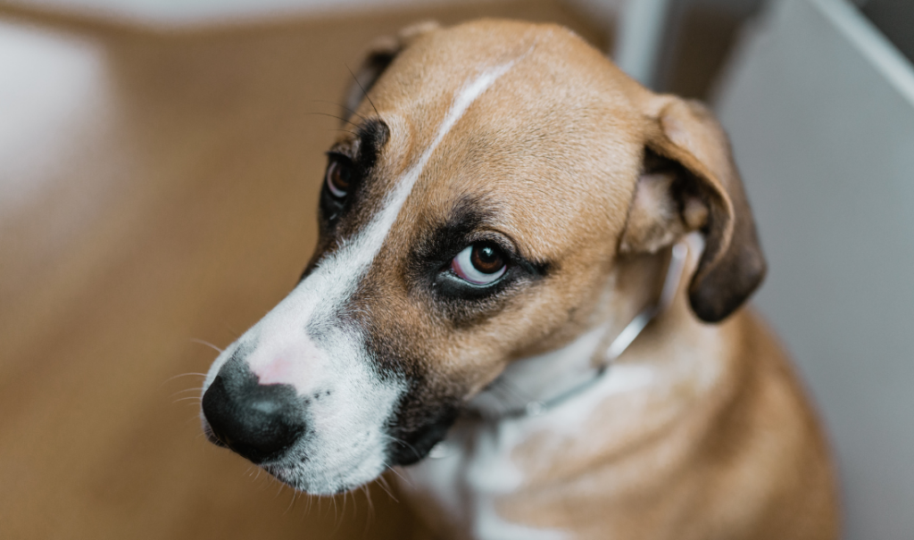 דרכי טיפול ב-4 בעיות העור הנפוצות בכלבים