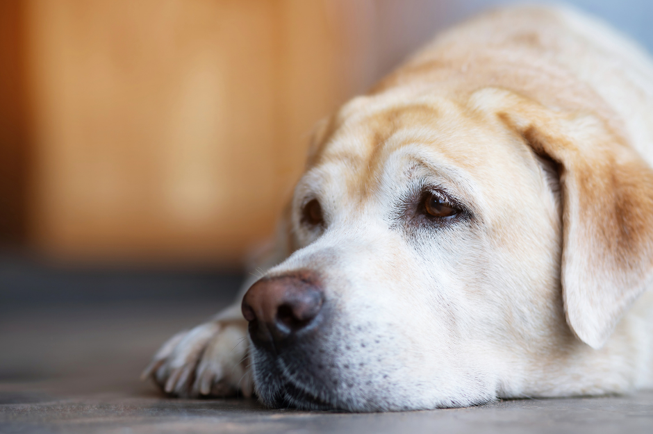 האם גם כלבים מתאבלים על אובדן בעליהם?
