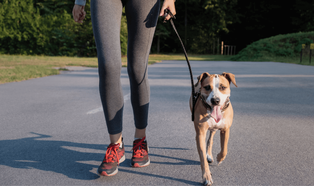 How to Get Fit with Your Dog