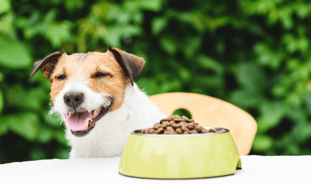 Healthy Food, Happy Dogs