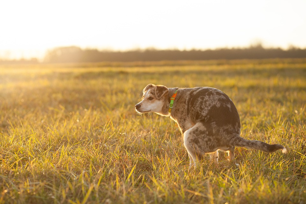 Gross But True: What’s Your Dog’s Poo Telling You