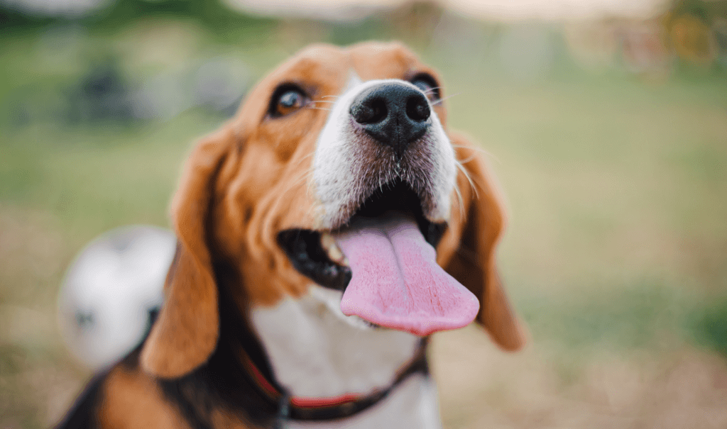 How to Keep Your Dog Happy and Healthy 