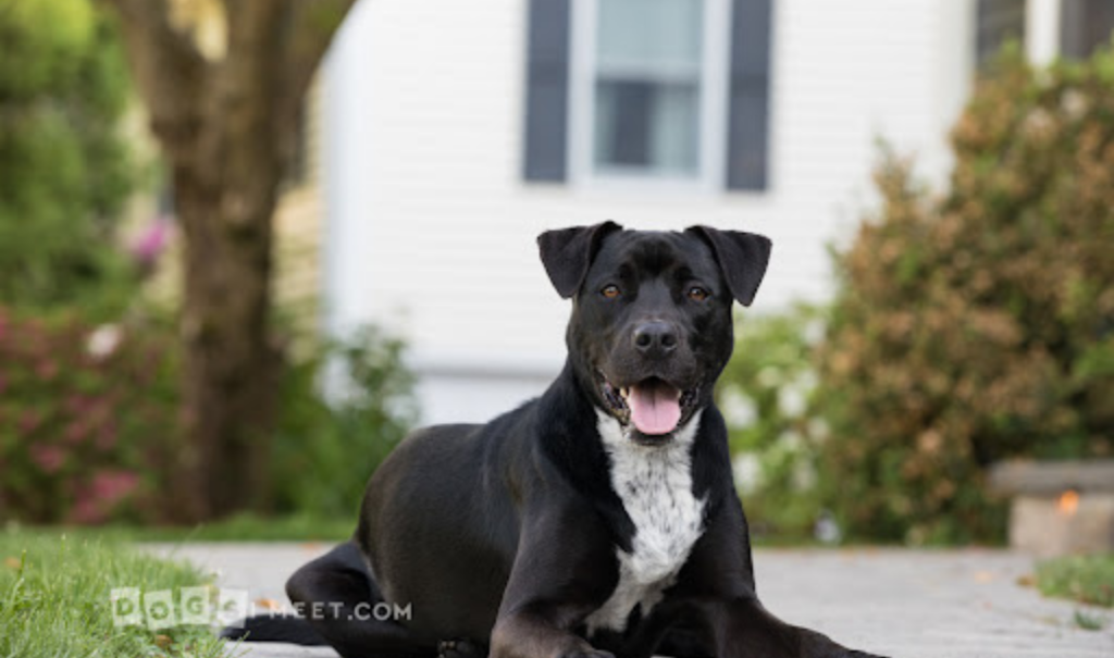 Tips On How To Photograph A Black Dog