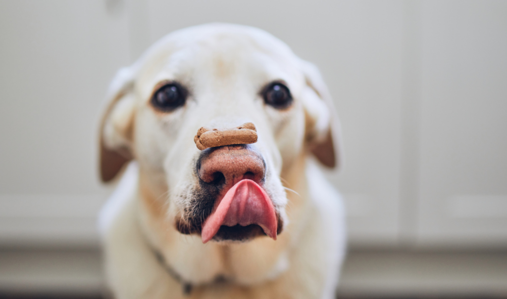 <strong>How to Prepare Healthy Snacks for You and Your Dog!</strong>